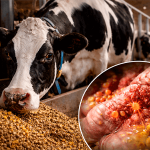 La acidosis ruminal por dietas ricas en grano deja huella inflamatoria en vacas lecheras