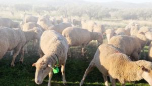 Localización de ganado sin cobertura