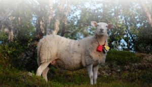 Localización de ganado sin cobertura