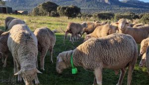 Localización de ganado sin cobertura