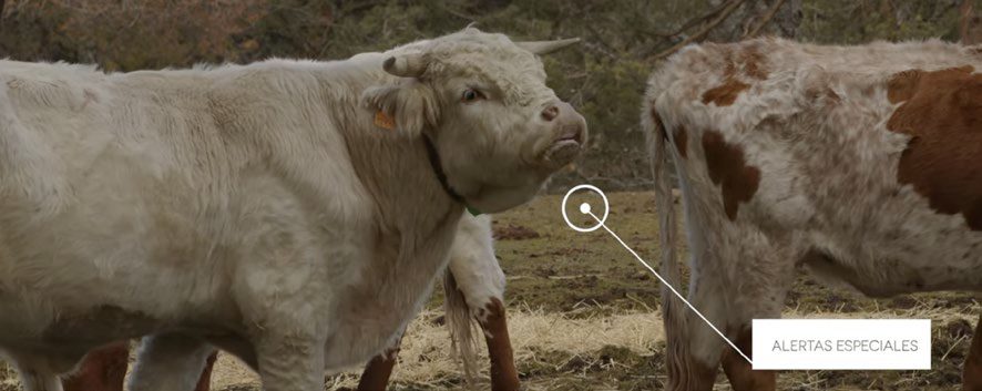 Localización de ganado sin cobertura