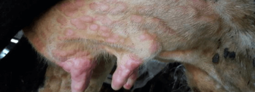 Confirmado el primer caso de Dermatosis Nodular Contagiosa en Aragón