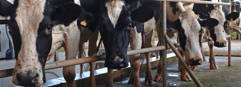 El sector lácteo español lidera la bajada de emisiones hasta 2030