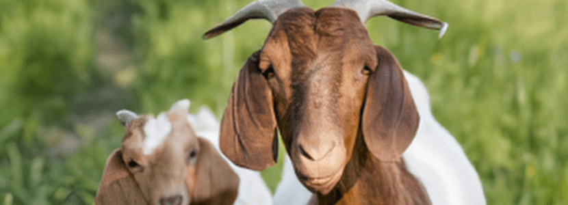 Europa eleva la alerta sanitaria ante el creciente riesgo de fiebre aftosa