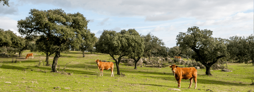 La ganadería extensiva como sumidero de carbono