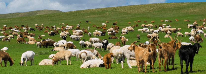 La betaína gana protagonismo en la nutrición de rumiantes