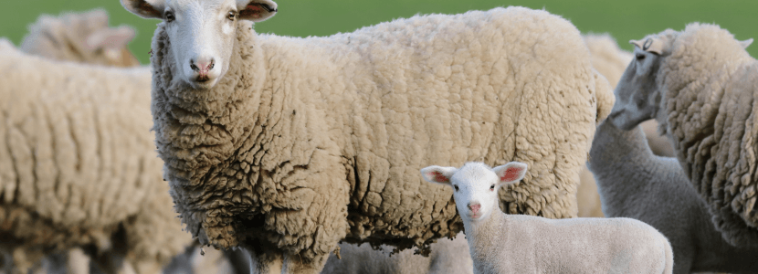 El abandono de la ganadería en Europa dispara el precio de la carne