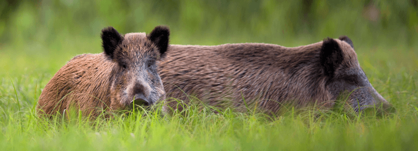 El Programa Nacional de Erradicación de la Tuberculosis Bovina en España