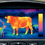 Control y gestión del bienestar animal en vacuno y ovino mediante el uso de la termografía