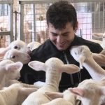 BestCor, la apuesta de Nanta para mejorar la salud y eficiencia en cebaderos ovinos
