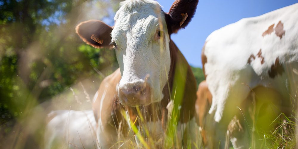 Biología de los Animales Rumiantes