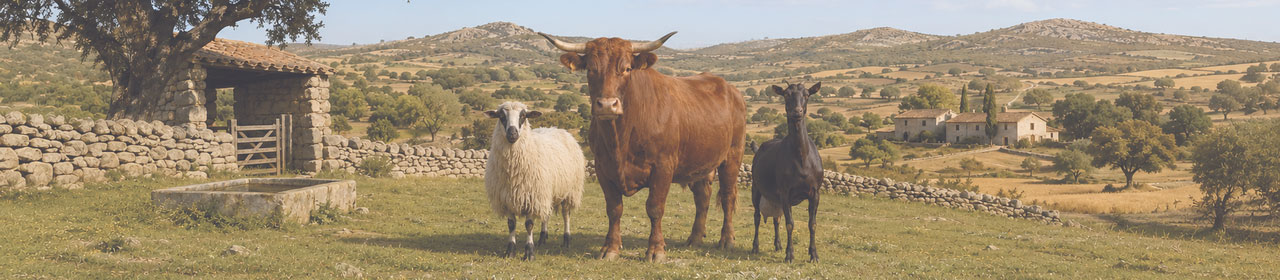 Razas Autóctonas