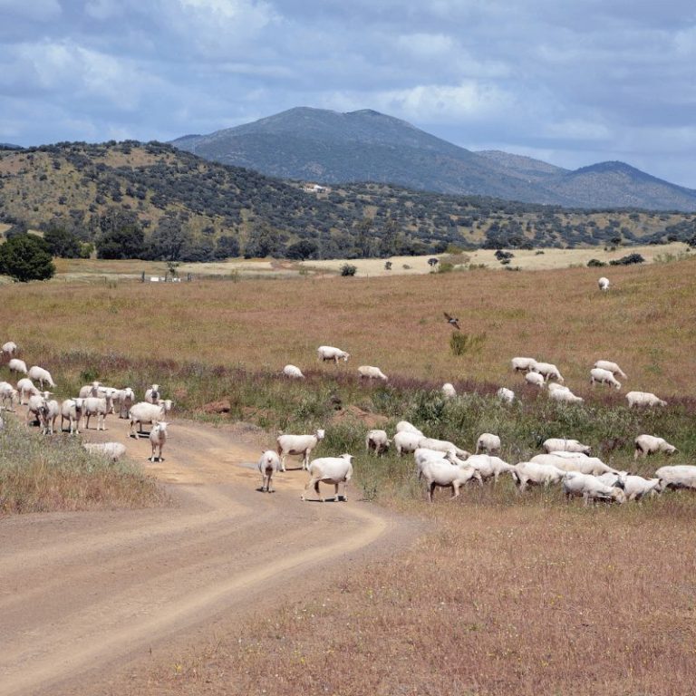 Extremadura confirma el primer foco de lengua azul