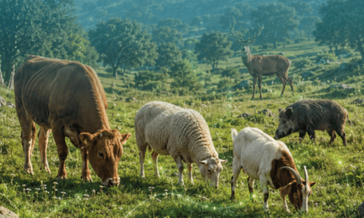 Extensive Livestock Farming, Biodiversity, and Health: Pathogen Dynamics at the Wildlife-Livestock Interface